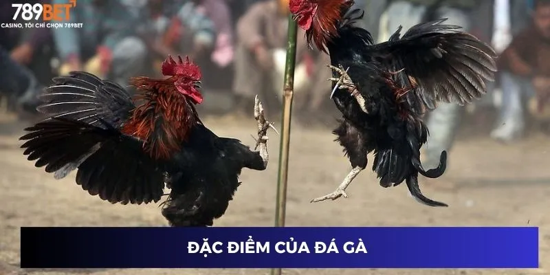 Đặc điểm của đá gà 