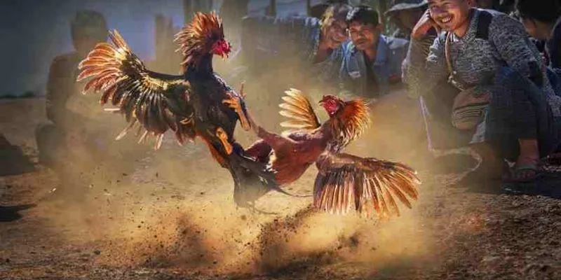 Tìm hiểu nguồn gốc của đá gà trực tuyến